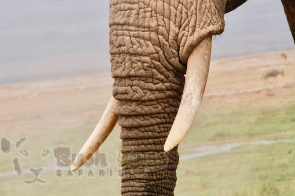 An elephant Tusk